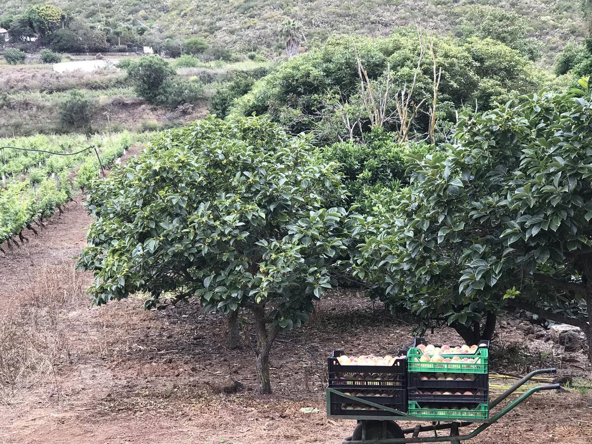 Finca El Vergel Rural Tegueste Eksteriør bilde